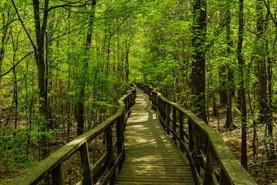 Boardwalk Trail in Congaree National Park in South Carolina