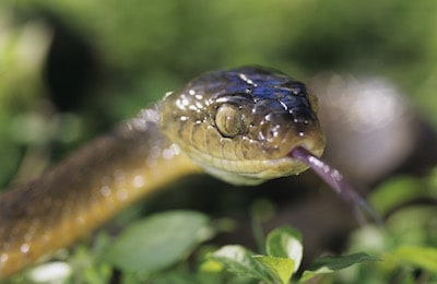 Close up picture of snake