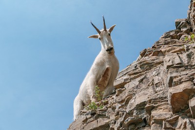 Picture of mountain goat looking down from edge of cliff