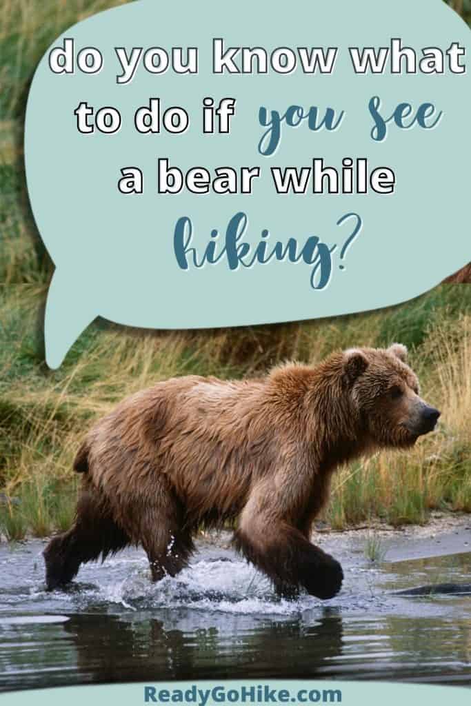 Picture of brown bear walking in water with text overlay Do You Know What to Do if You See a Bear While Hiking