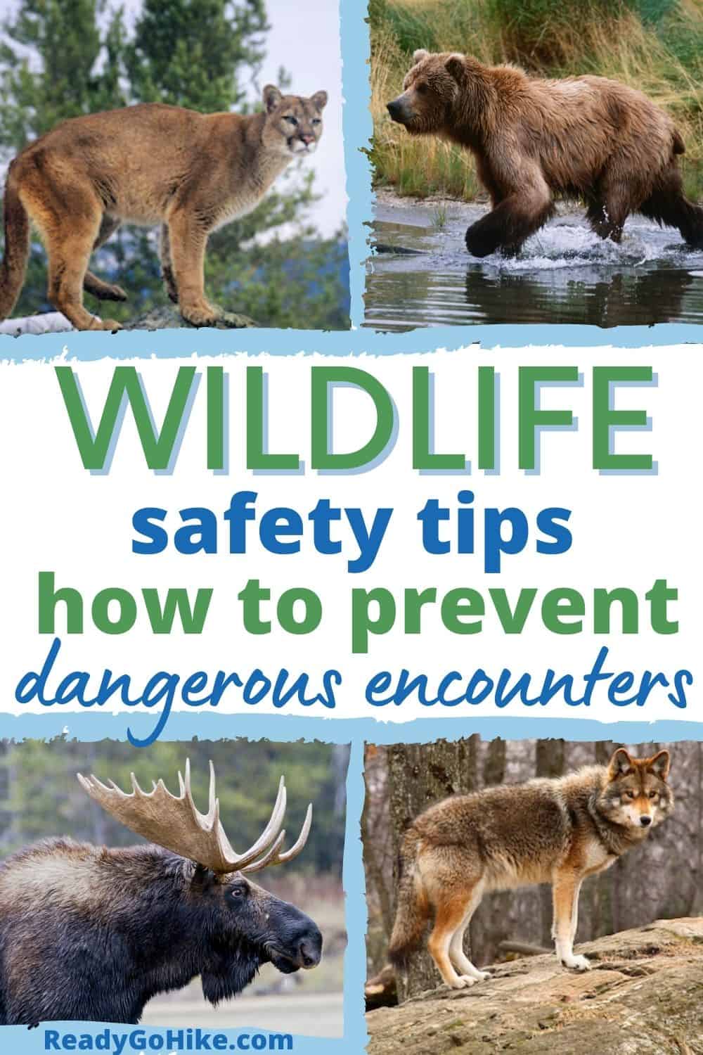 Encountering Wildlife: Six Safety Tips