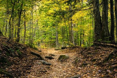 Forest Path in Autumn